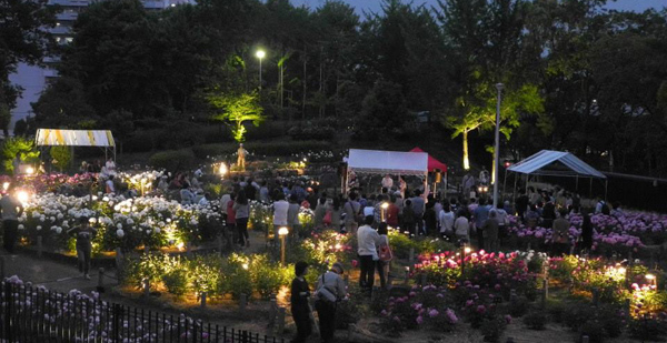 久宝寺緑地シャクヤク園