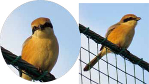 緑地の中の野鳥１７「モズ