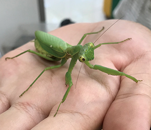 カマキリ飼育実録記