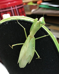 カマキリ飼育実録記