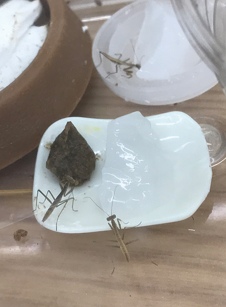 カマキリ飼育実録記