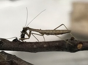 カマキリ飼育実録記