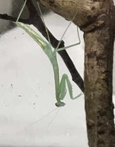 カマキリ飼育実録記