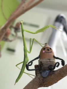 カマキリの兄弟たちカマキリの兄弟たち