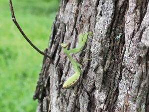 カマキリの兄弟たちカマキリの兄弟たち