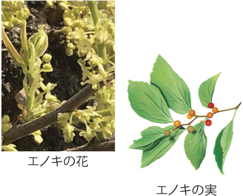 エノキの花／エノキの実