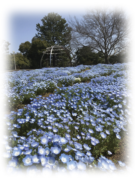 春の公園 花散歩