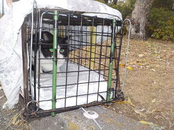 公園に住み着いている猫のTNR実施