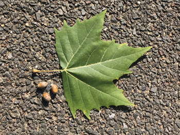 切れ込みが深くて、大きなプラタナスの葉っぱ黄色と緑色の葉