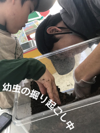 幼虫の掘り起こし中