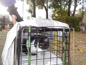 公園に住み着いている猫 