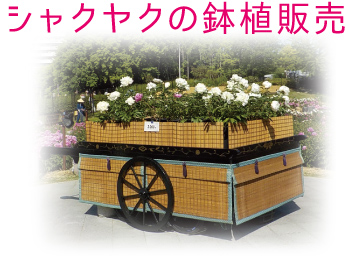 シャクヤクの鉢植販売カート画像