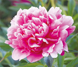 シャクヤクの花画像