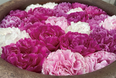 シャクヤクの花画像