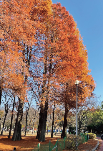 ラクウショウ 冬の紅葉