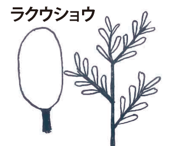 ラクウショウの樹の形イラスト