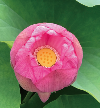 ハスの花画像1