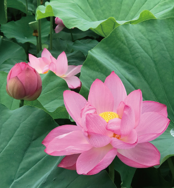 ラハスの花画像2