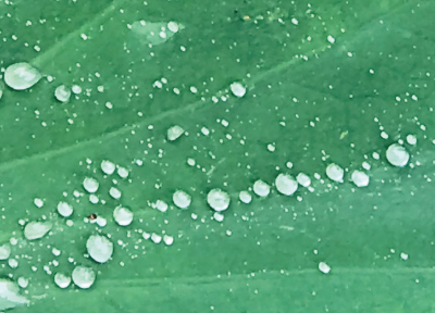 強い撥水性のハスの葉画像