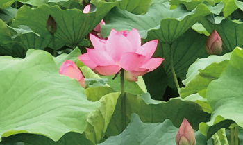 ハスの花画像