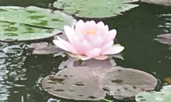 スイレンの花画像
