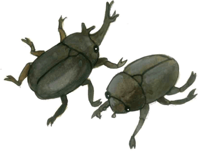 カブトムシのオスとメスのイラスト