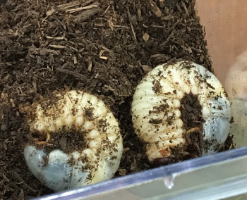 ２匹のカブトムシの幼虫