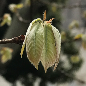コナラの芽吹