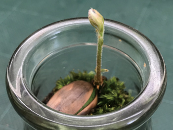 芽を出したコナラ