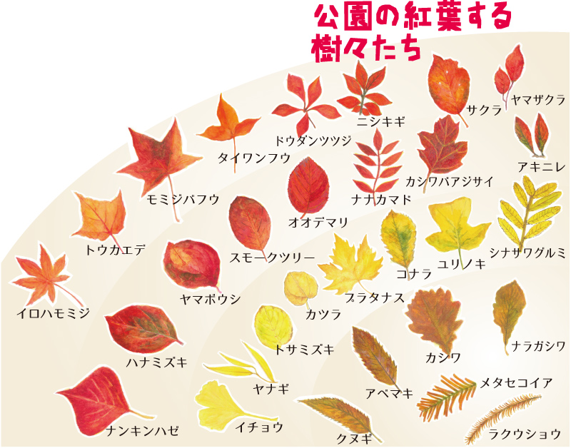 園の紅葉する樹々たちのイラスト