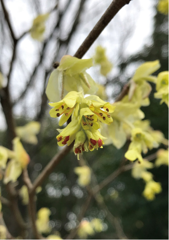 トサミズキの花（2022.3.23）