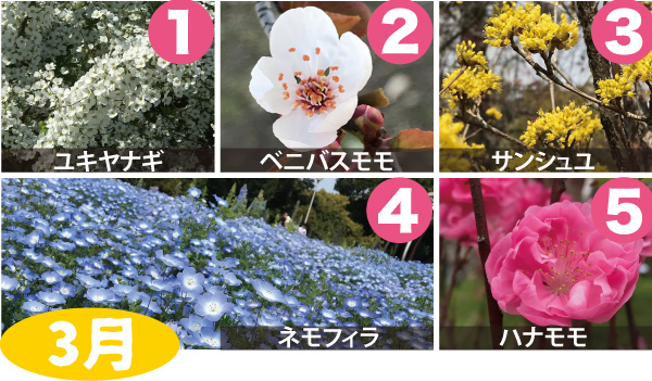 3月：1.ユキヤナギ、2.ベニバスモモ、3.サンシュユ、4.ネモフィラ、5.ハナモモ