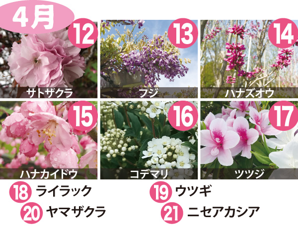 4月：12.サトザクラ、13.フジ、14.ハナズオウ、15.ハナカイドウ、16.コデマリ、17.ツツジ、18.ライラック、19.ウツギ、20.ヤマザクラ、21.ニセアカシア