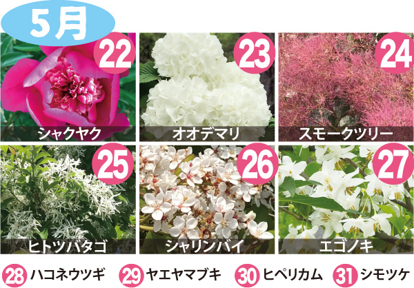 5月：22.シャクヤク、23.オオデマリ、24.スモークツリー、25.ヒトツバタゴ、26.シャリンバイ、27.エゴノキ、28.ハコネウツギ、29.ヤエヤマブキ、30.ヒペリカム、31.シモツケ