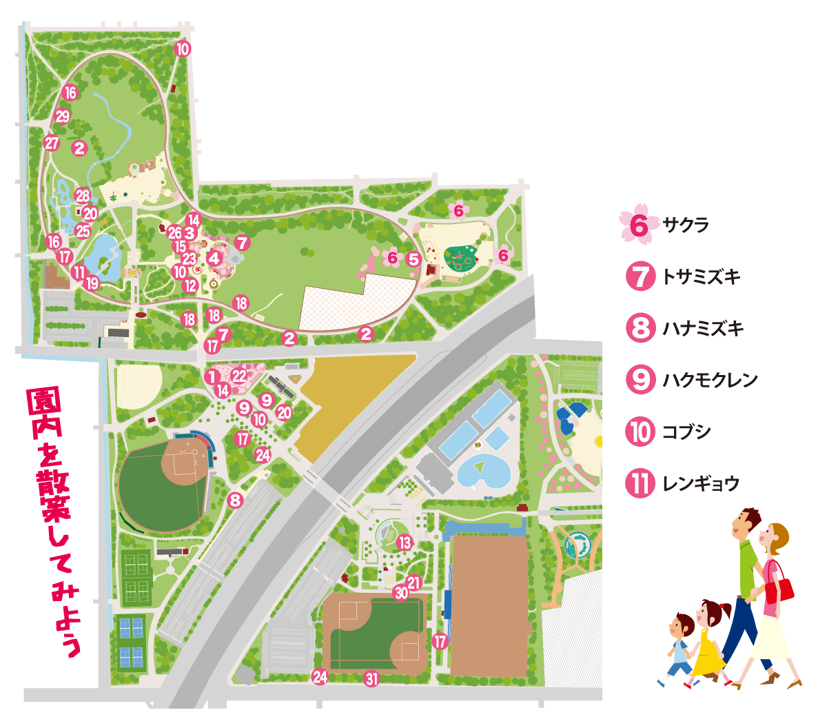 園内花マップ〜園内を散策してみよう：6.サクラ、7.トサミズキ、8.ハナミズキ、9.ハクモクレン、10.コブシ、11.レンギョウ