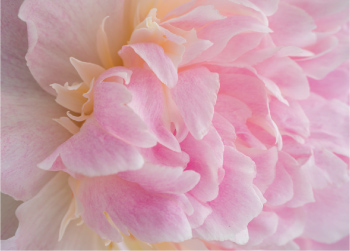 薄いピンクのシャクヤクの花画像