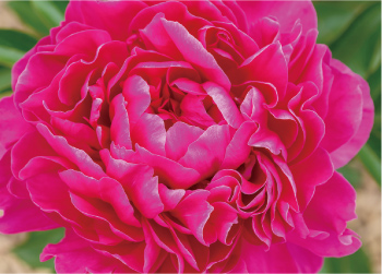 濃いピンクのシャクヤクの花画像