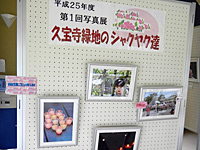 第1回写真展「久宝寺緑地のシャクヤク達」 第1回写真展「久宝寺緑地のシャクヤク達」