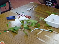 やんちゃクラブQFO「サツマイモを植えよう・笛を作ろう」 やんちゃクラブQFO「サツマイモを植えよう・笛を作ろう」