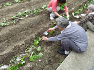 サツマイモの植付とクラフトの活動