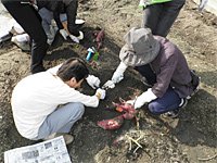 久宝寺ヒーリングガーデナークラブさんの芋堀り活動