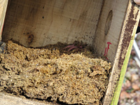 “駅前子ども教室”巣箱のそうじと野鳥の観察 “駅前子ども教室”巣箱のそうじと野鳥の観察