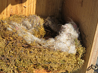 “駅前子ども教室”巣箱のそうじと野鳥の観察 “駅前子ども教室”巣箱のそうじと野鳥の観察