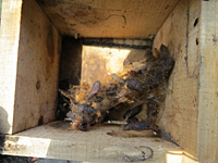 “駅前子ども教室”巣箱のそうじと野鳥の観察 “駅前子ども教室”巣箱のそうじと野鳥の観察