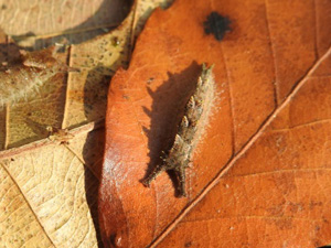 オオムラサキの越冬幼虫観察会