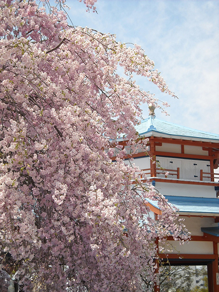 夜桜ライトアップ 長野公園さくらと光の回廊 大阪府営5公園ポータル いこいこ おおさかの公園 イベント 大阪府営5公園ポータル いこいこ おおさかの公園