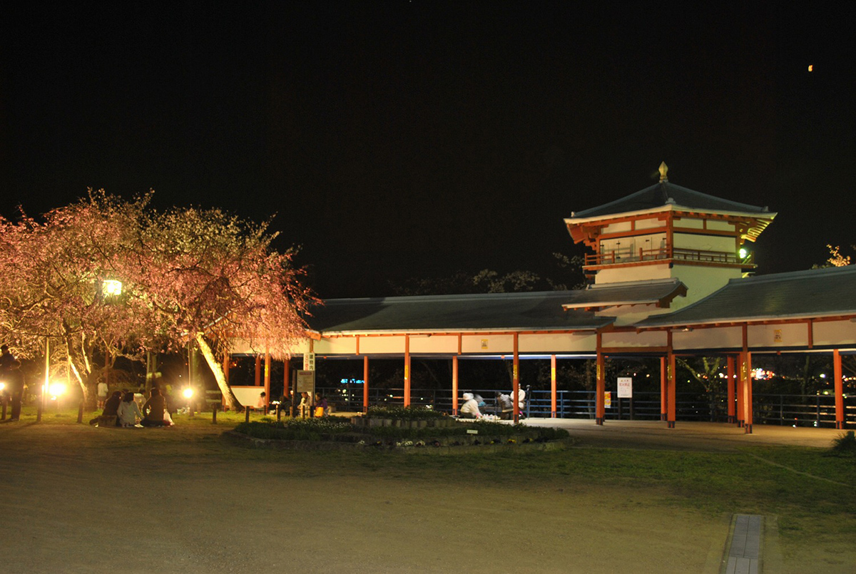 夜桜ライトアップ【長野公園さくらと光の回廊】