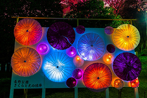 「長野公園さくらと光の回廊」夜桜ライトアップイベントレポート