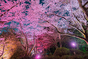 「長野公園さくらと光の回廊」夜桜ライトアップイベントレポート