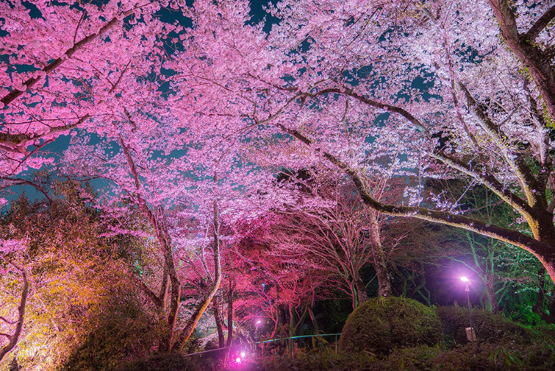 夜桜ライトアップ「長野公園さくらと光の回廊」